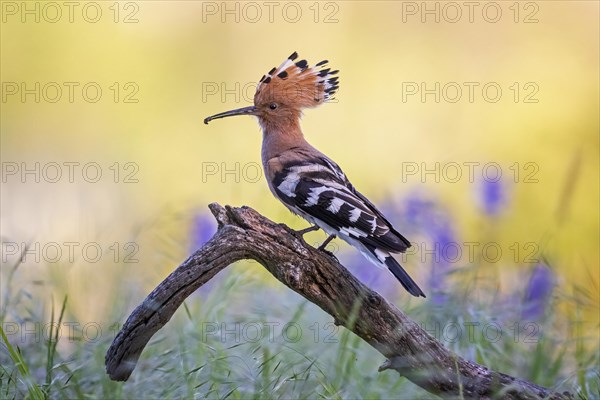 Hoopoe