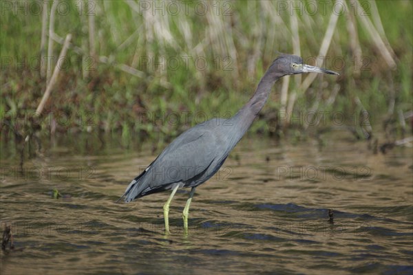 Little blue heron