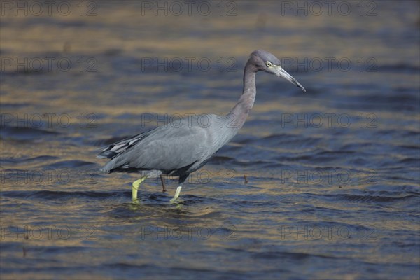 Little blue heron