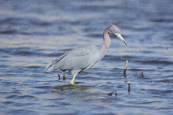 Little blue heron