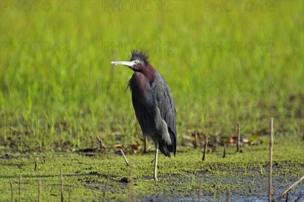 Little blue heron