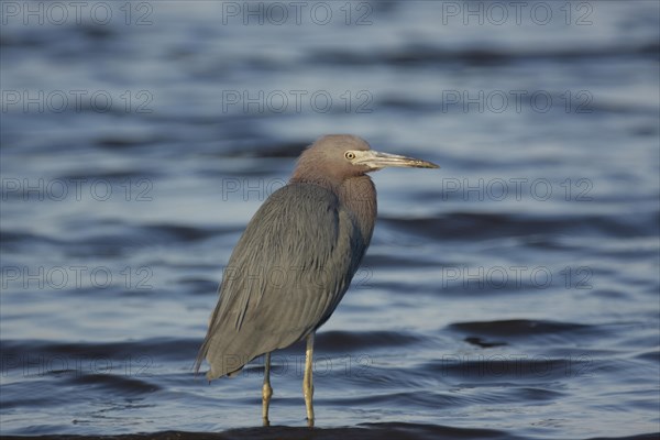 Little blue heron