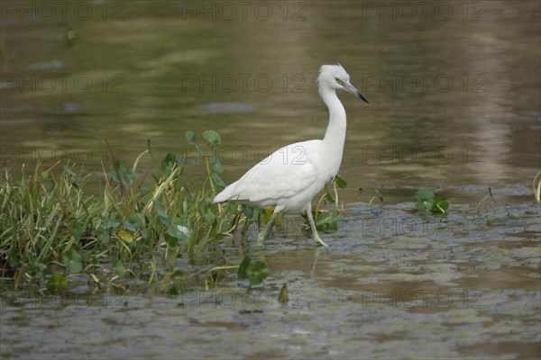 Juvenile Great Blue Heron