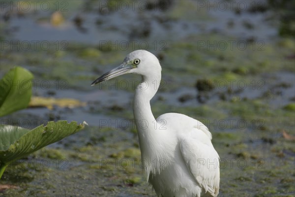 Juvenile Great Blue Heron