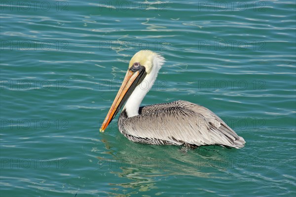 Brown Pelican