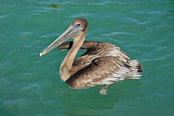 Brown Pelican