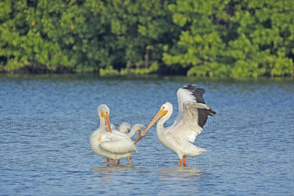Two american white pelicans