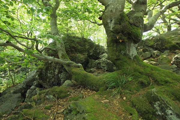 Common beech