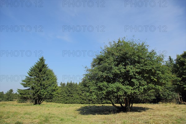 European rowan