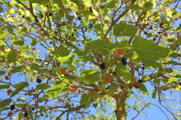 Black mulberry