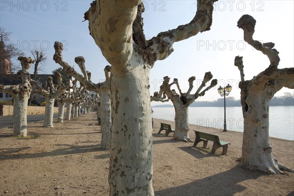 Lakeside promenade with plane tree avenue Eltville am Rhein