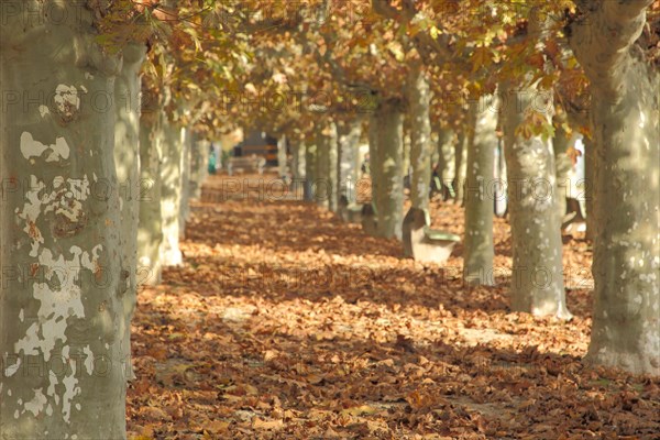 Autumnal plane tree avenue in Eltville an Rhein