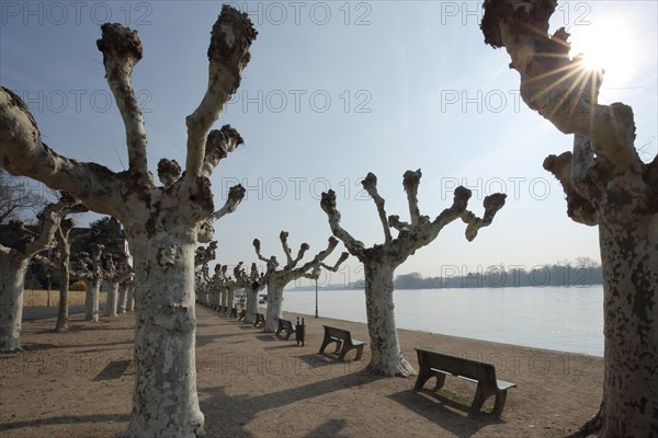 Rhine river promenade in the backlight of the plane tree avenue at the square of Montrichard in Eltville