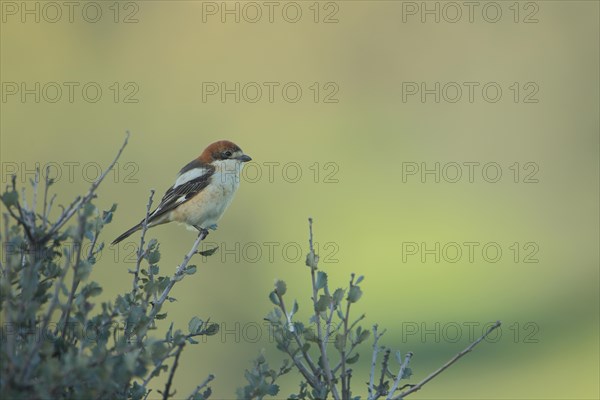 Woodchat Shrike