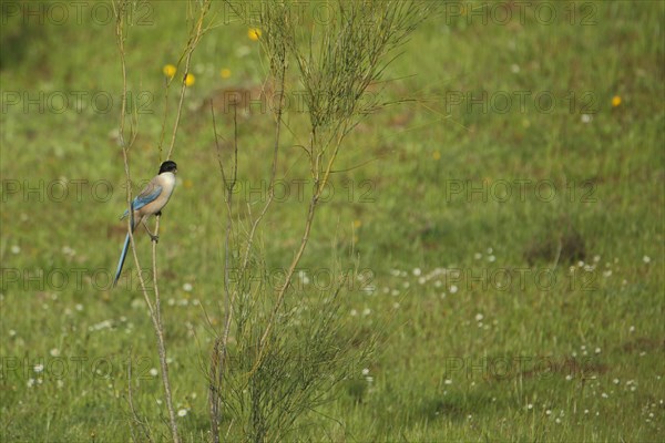 Azure-winged magpie