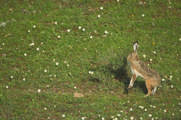 Granada hare