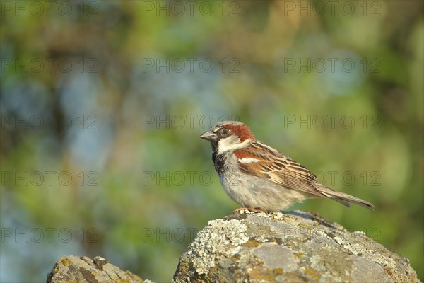 Male House Sparrow