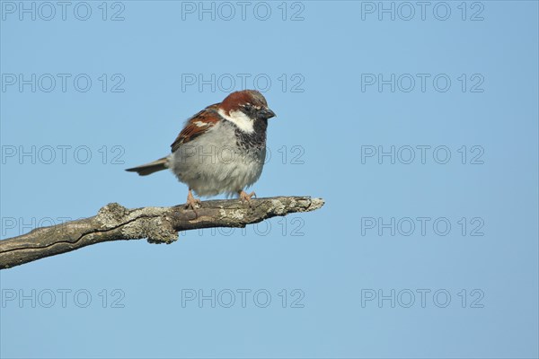 Male House Sparrow