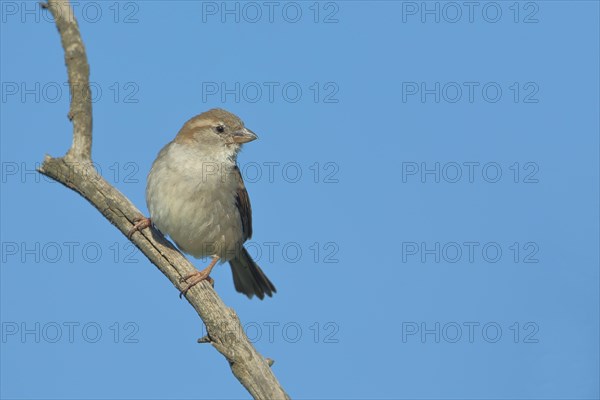 Female House Sparrow