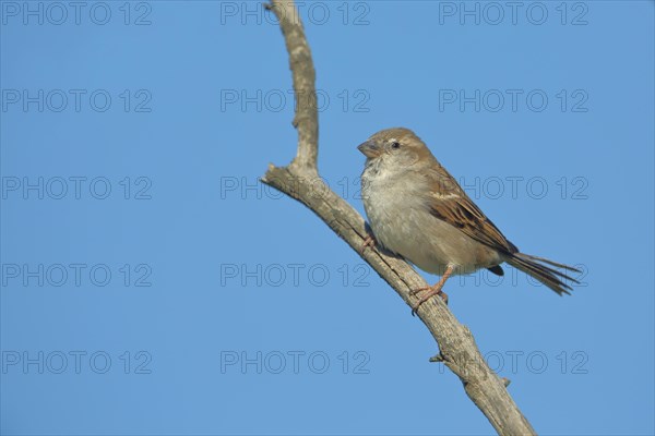 Female House Sparrow