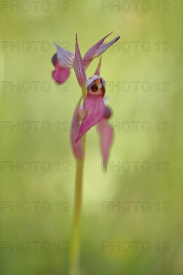 Tongue-orchid