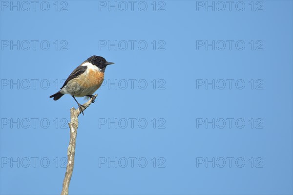 Male african stonechat