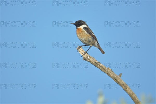 Male african stonechat