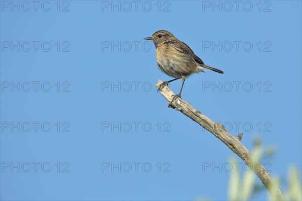 Female african stonechat