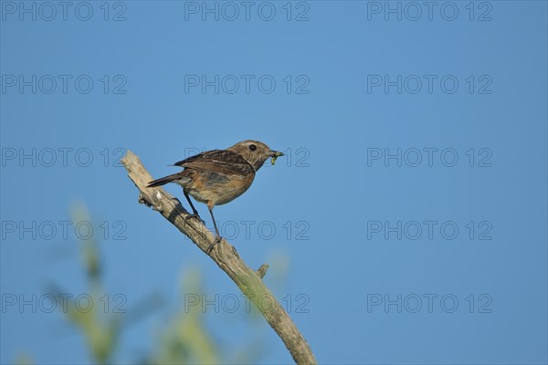 Female african stonechat