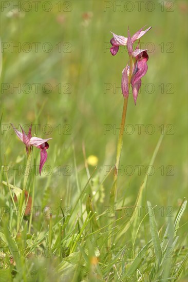 Tongue-orchid