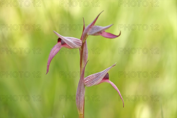 Tongue-orchid