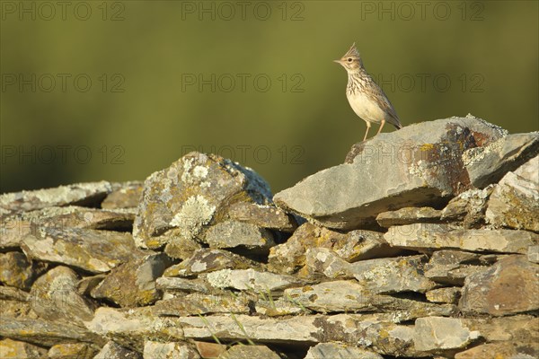 Eurasian skylark