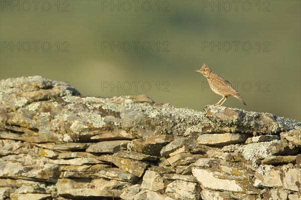 Eurasian skylark