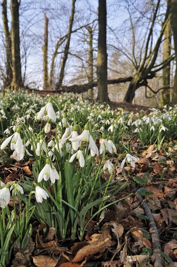 Snowdrops