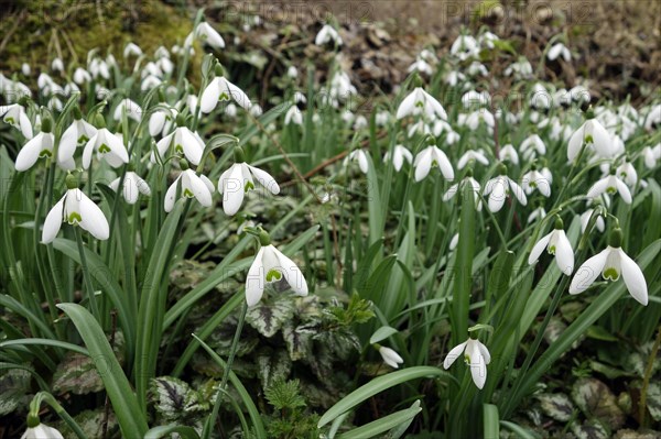 Common snowdrop