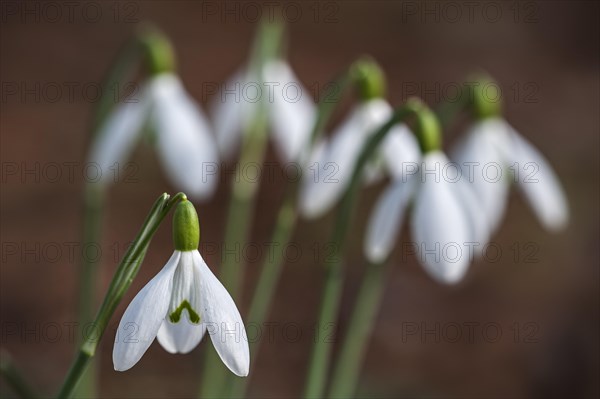 Common snowdrops