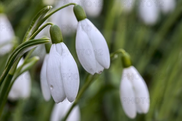 Common snowdrops