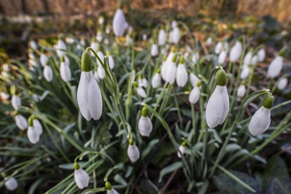 Common snowdrops