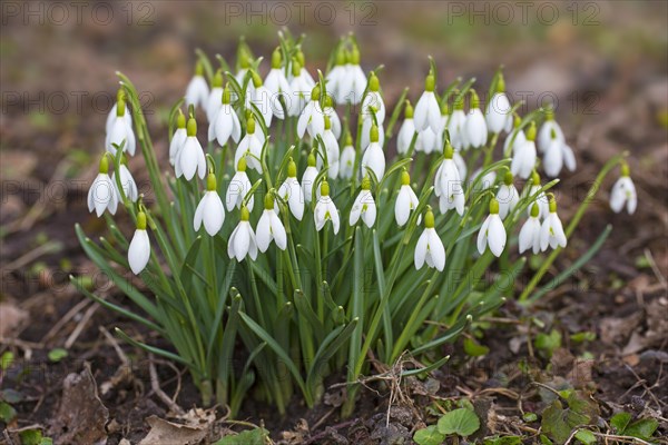 Common snowdrops