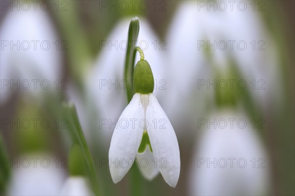 Common snowdrops