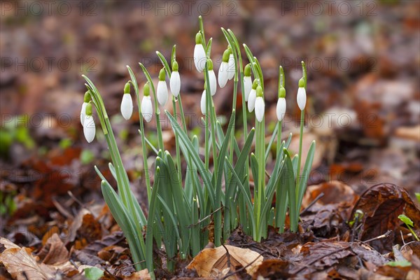 Common snowdrops