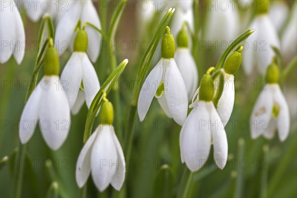 Common snowdrops