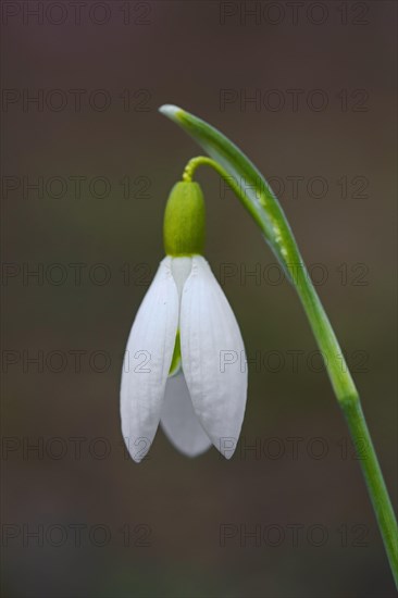 Common snowdrop