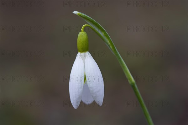 Common snowdrop