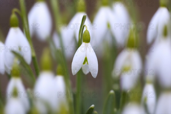 Common snowdrops