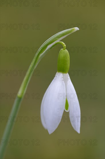 Common snowdrop