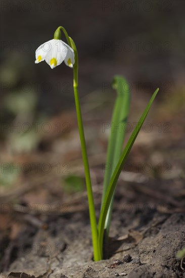 Spring snowflake