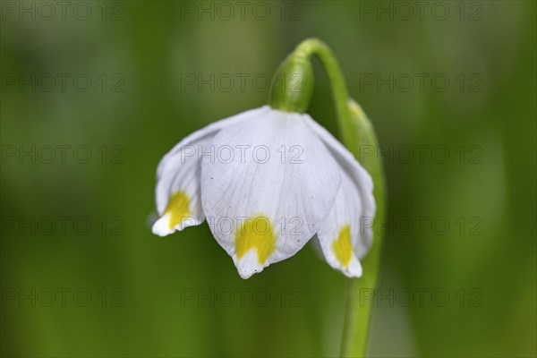 Close up of spring snowflake