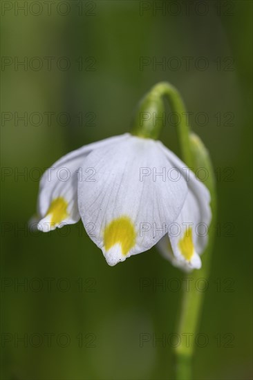 Close up of spring snowflake