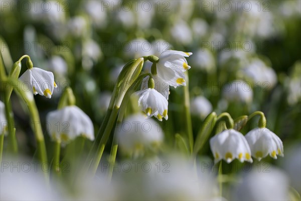 Spring snowflakes